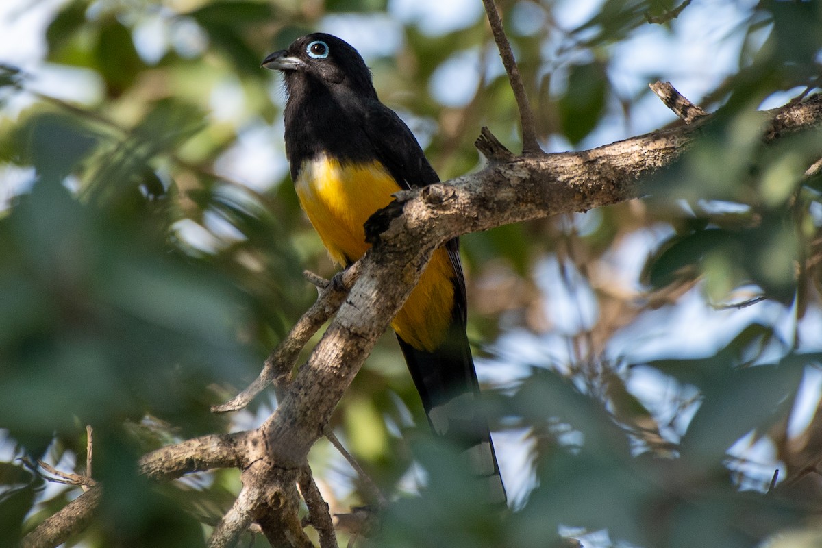 Black-headed Trogon - ML618499978