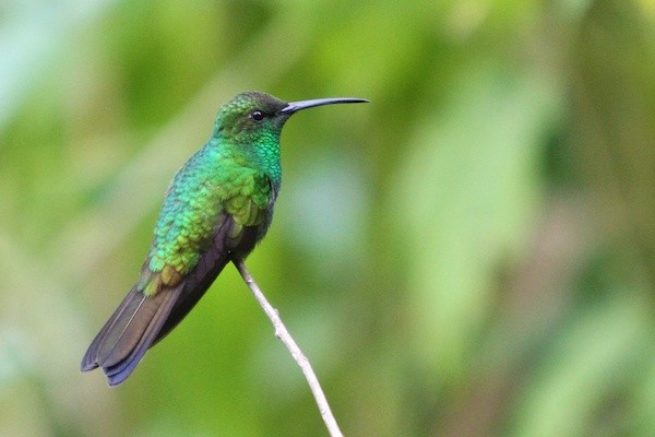 White-vented Plumeleteer - Stu Elsom