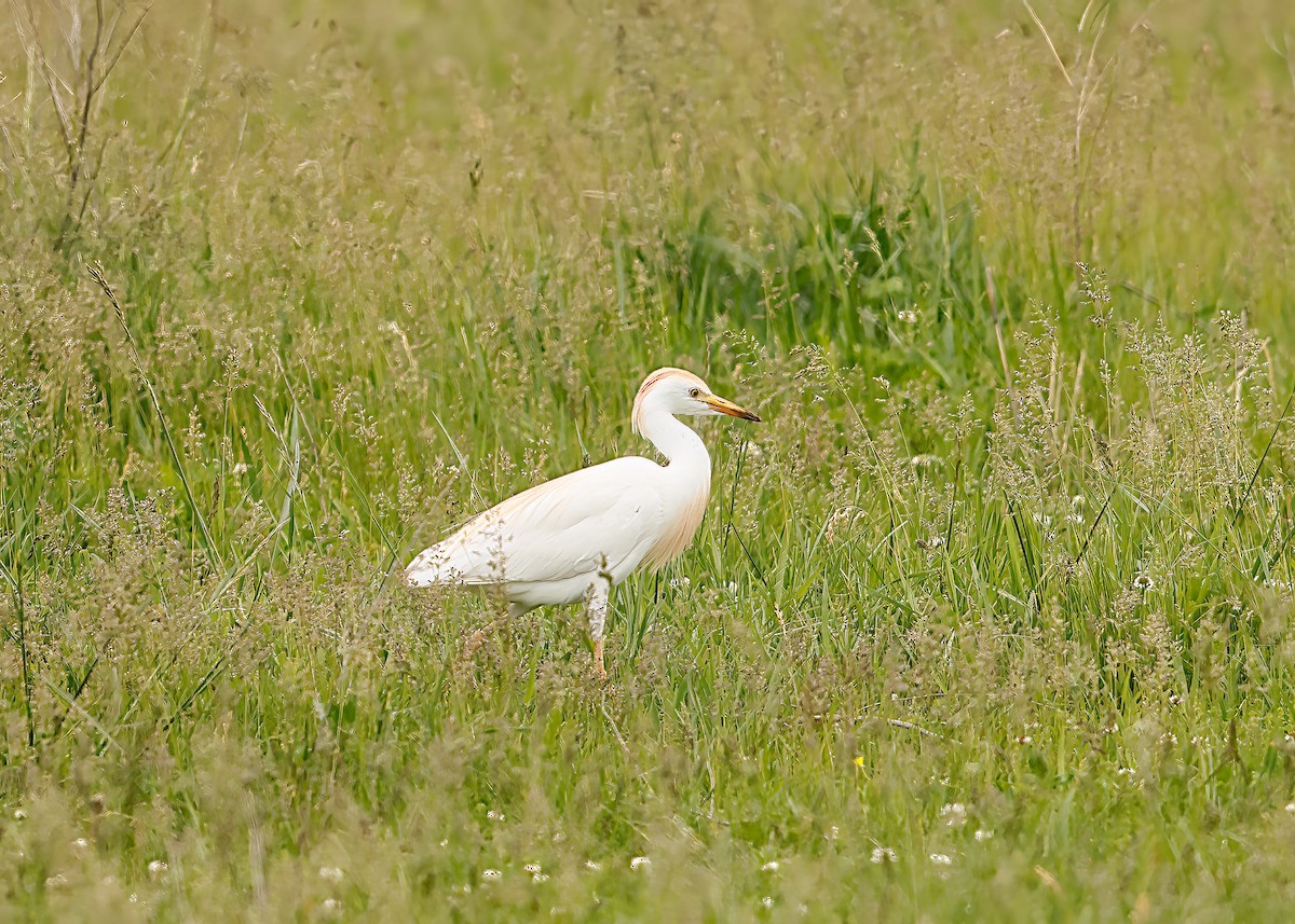 Western Cattle Egret - ML618499987