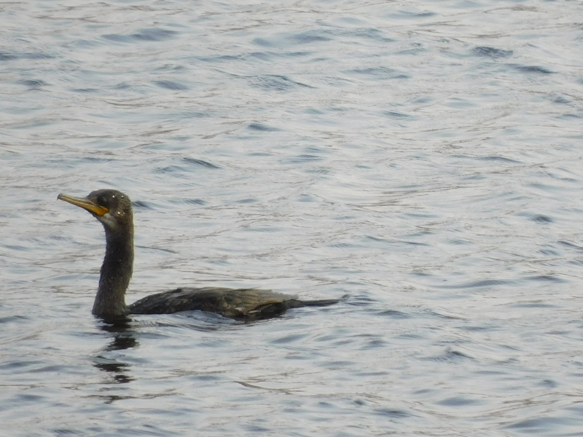 Indian Cormorant - ML618499988