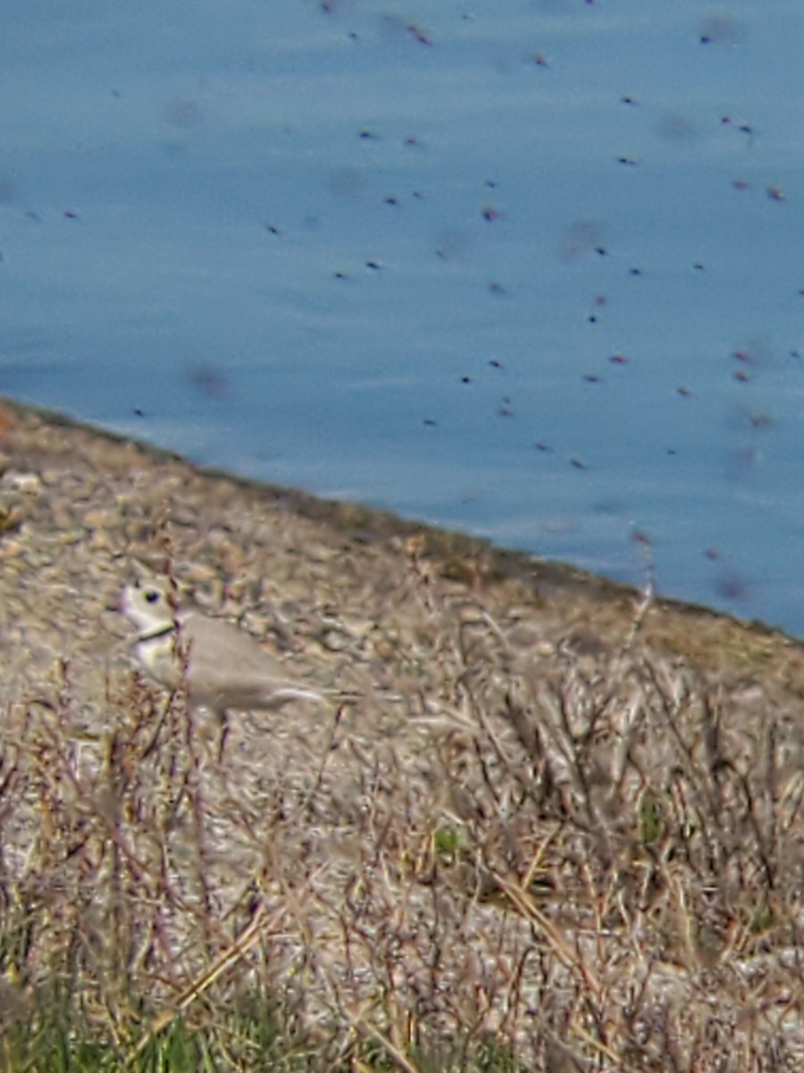 Piping Plover - ML618499995