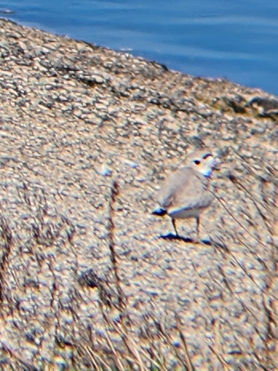 Piping Plover - ML618499996