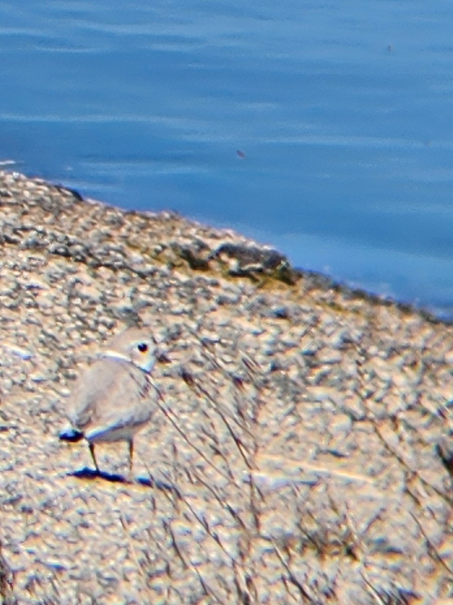 Piping Plover - ML618499997