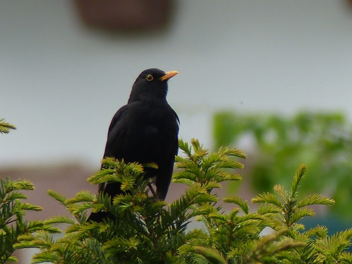 Eurasian Blackbird - ML618500017