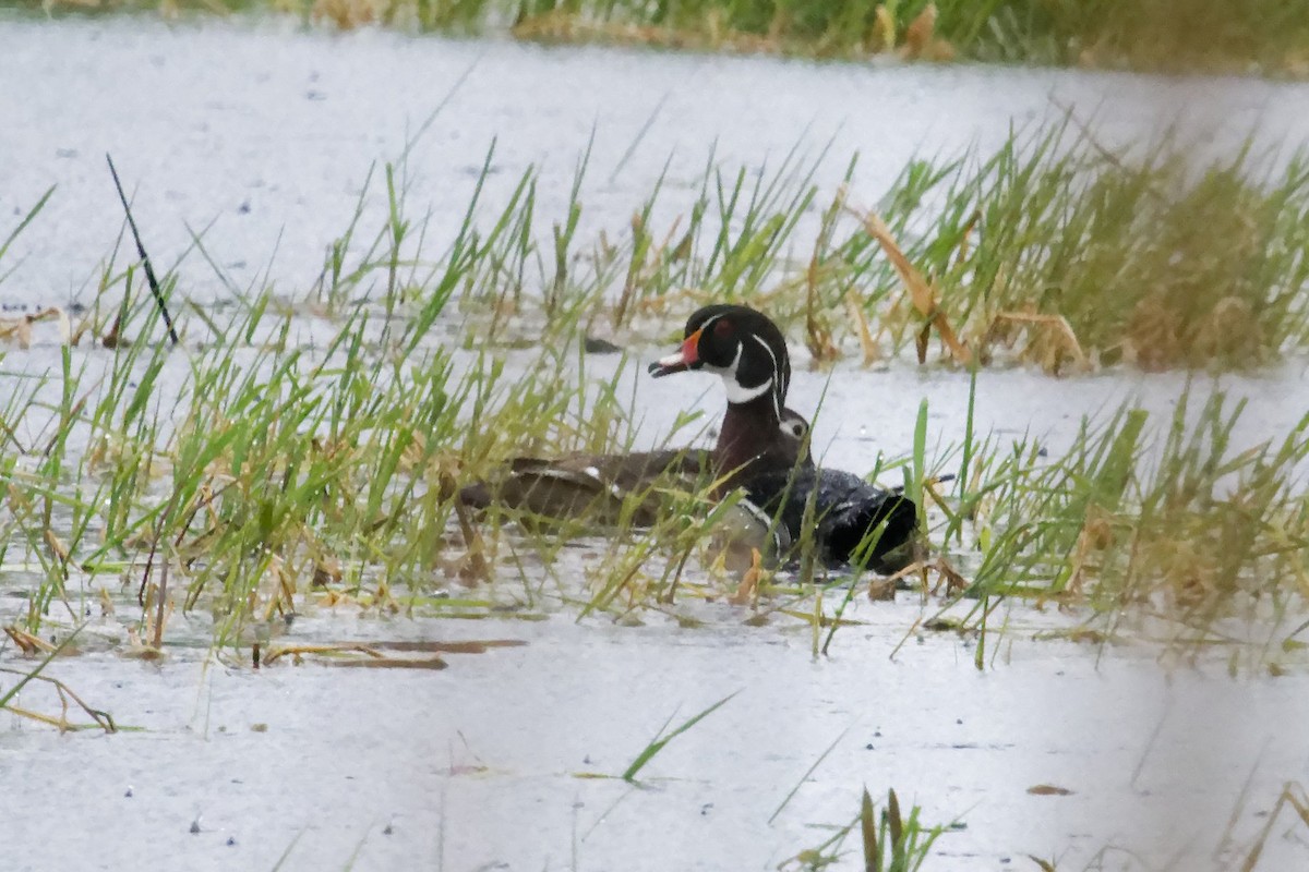 Wood Duck - David Hoag