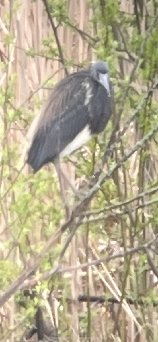 Tricolored Heron - Jean Farnan