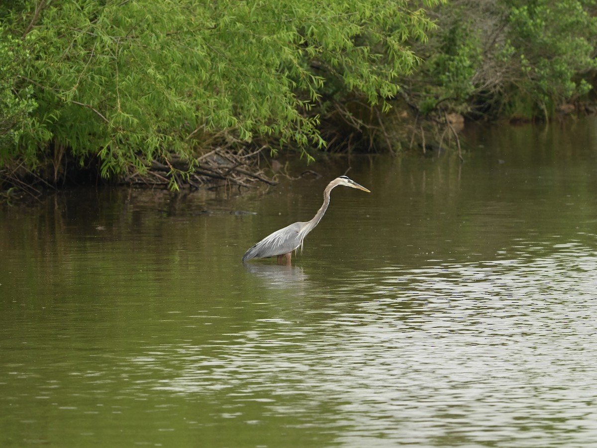 Great Blue Heron - ML618500050