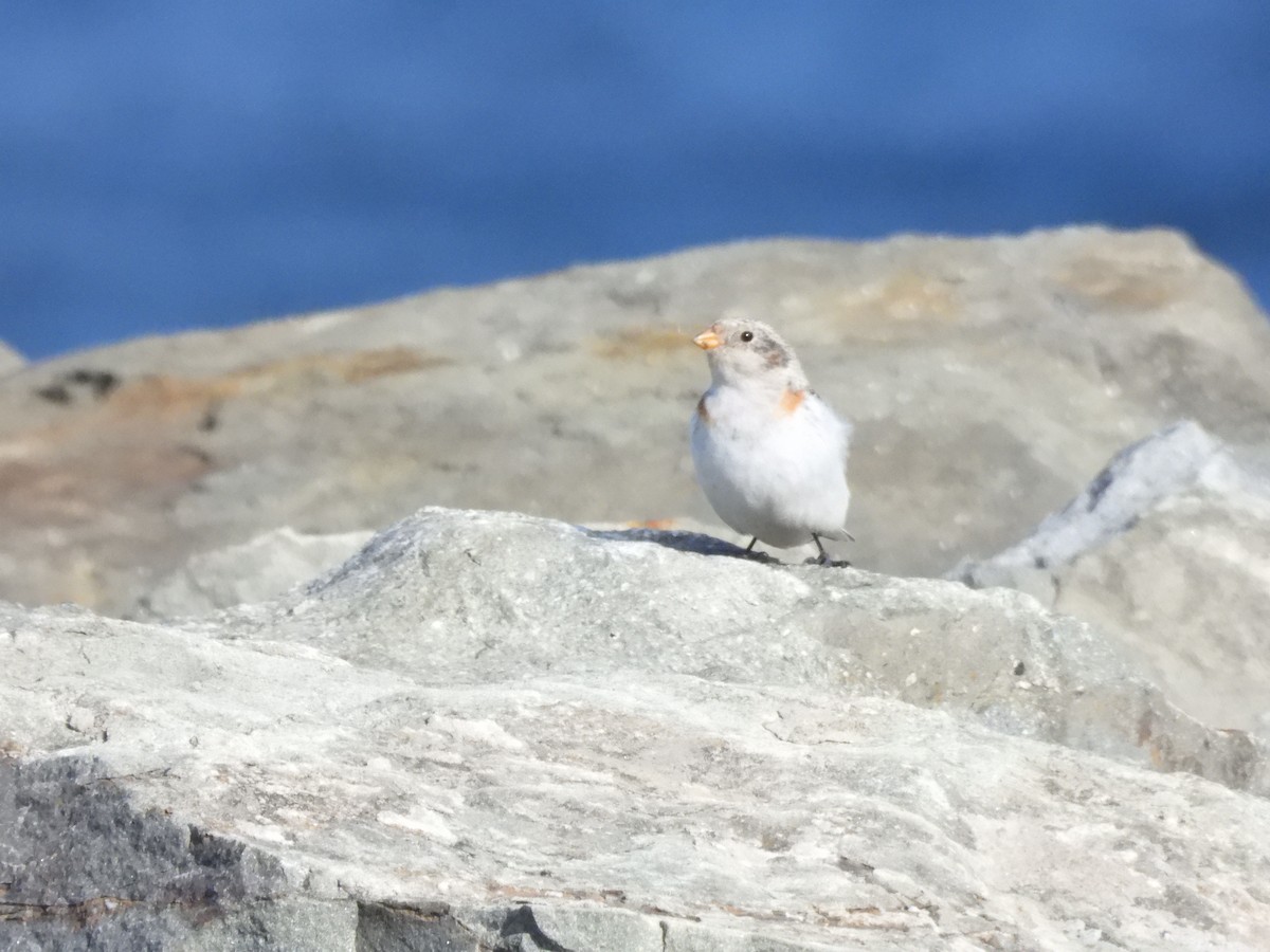 Snow Bunting - ML618500062