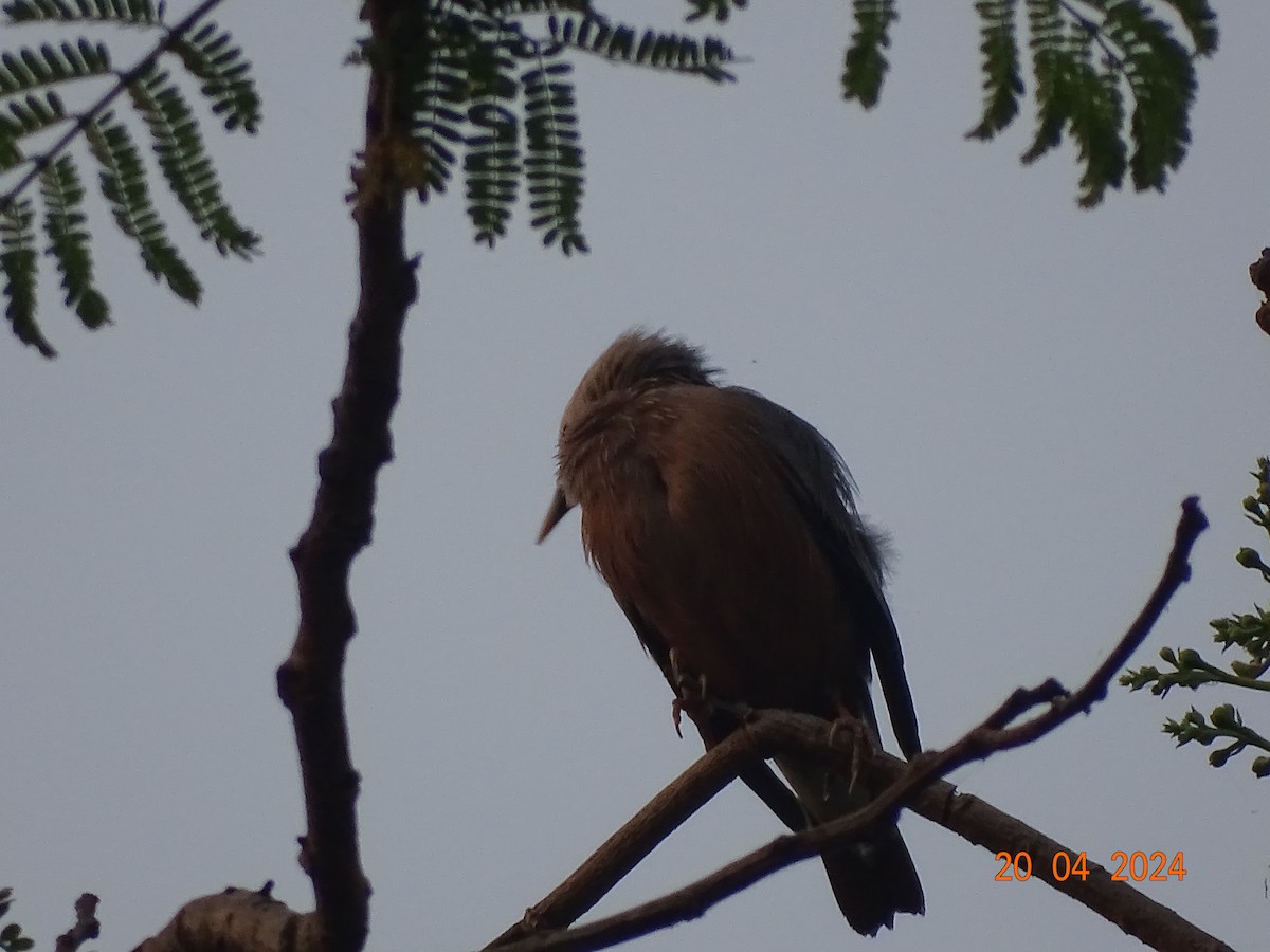 Chestnut-tailed Starling - ML618500072