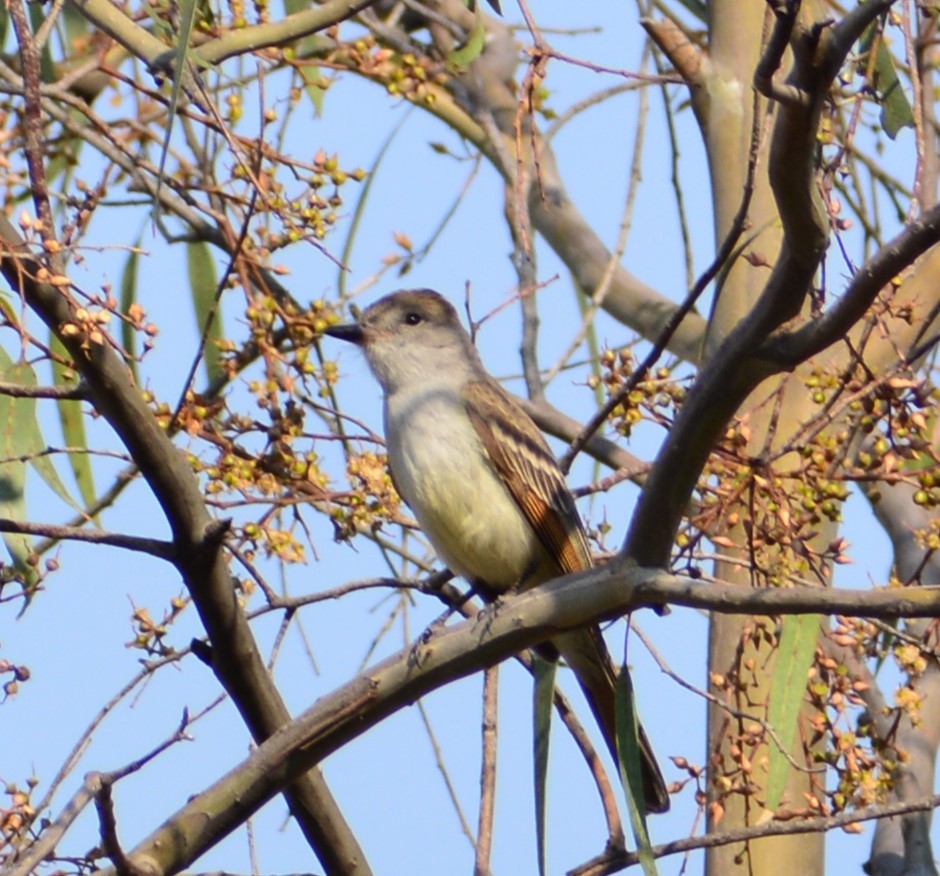 Ash-throated Flycatcher - ML618500087