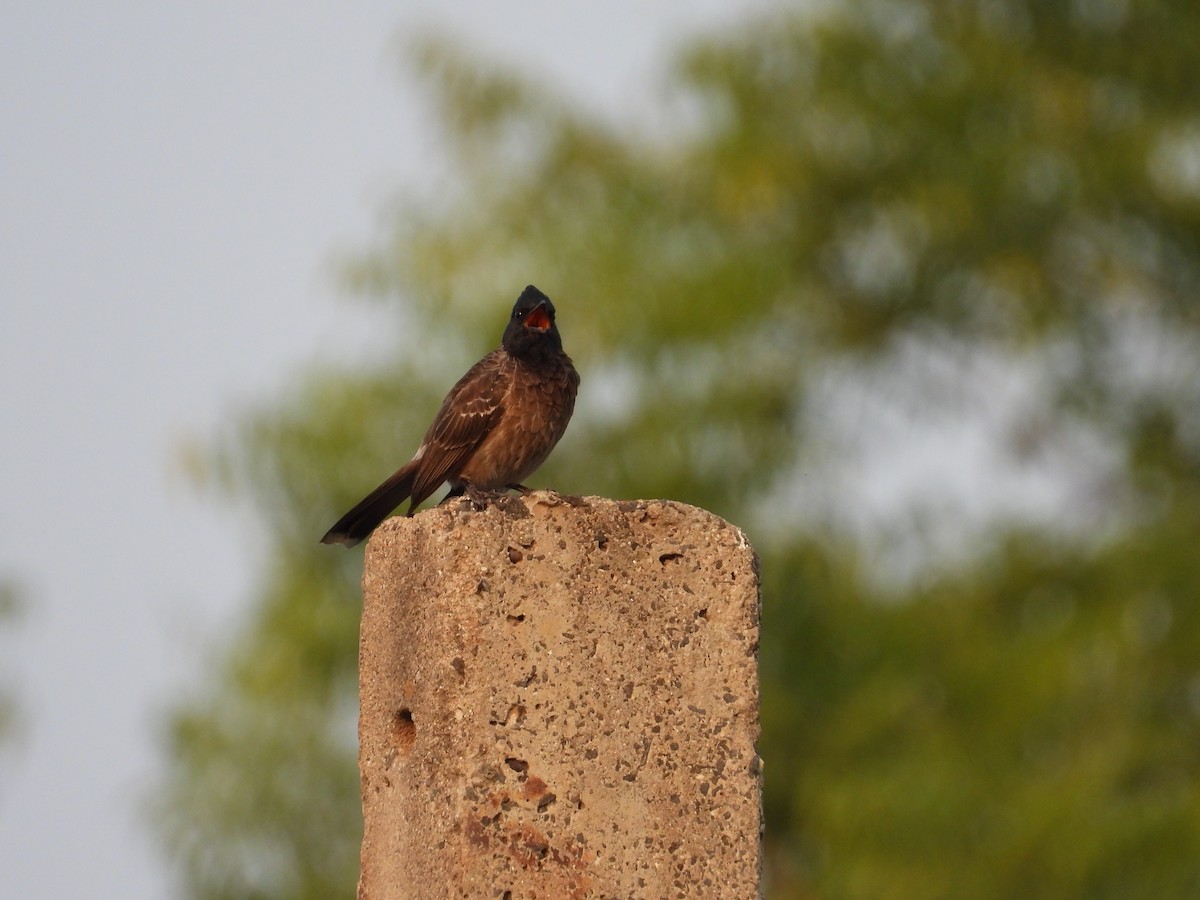 Red-vented Bulbul - Lakshmikant Neve