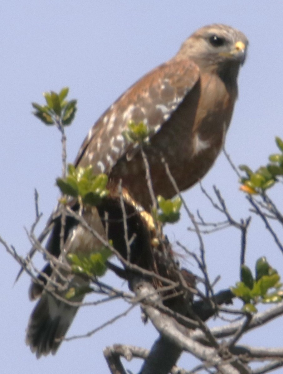 Red-shouldered Hawk - Barry Spolter