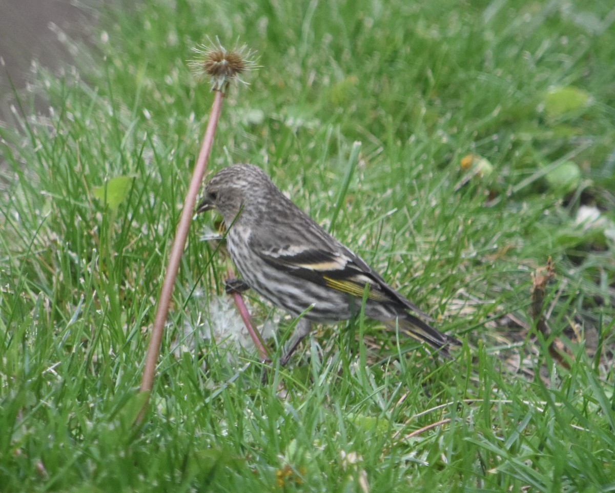 Pine Siskin - ML618500111