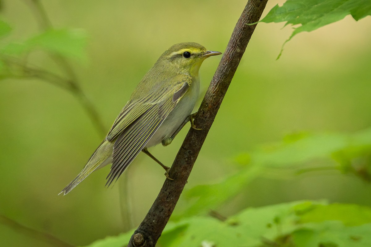 Wood Warbler - ML618500114