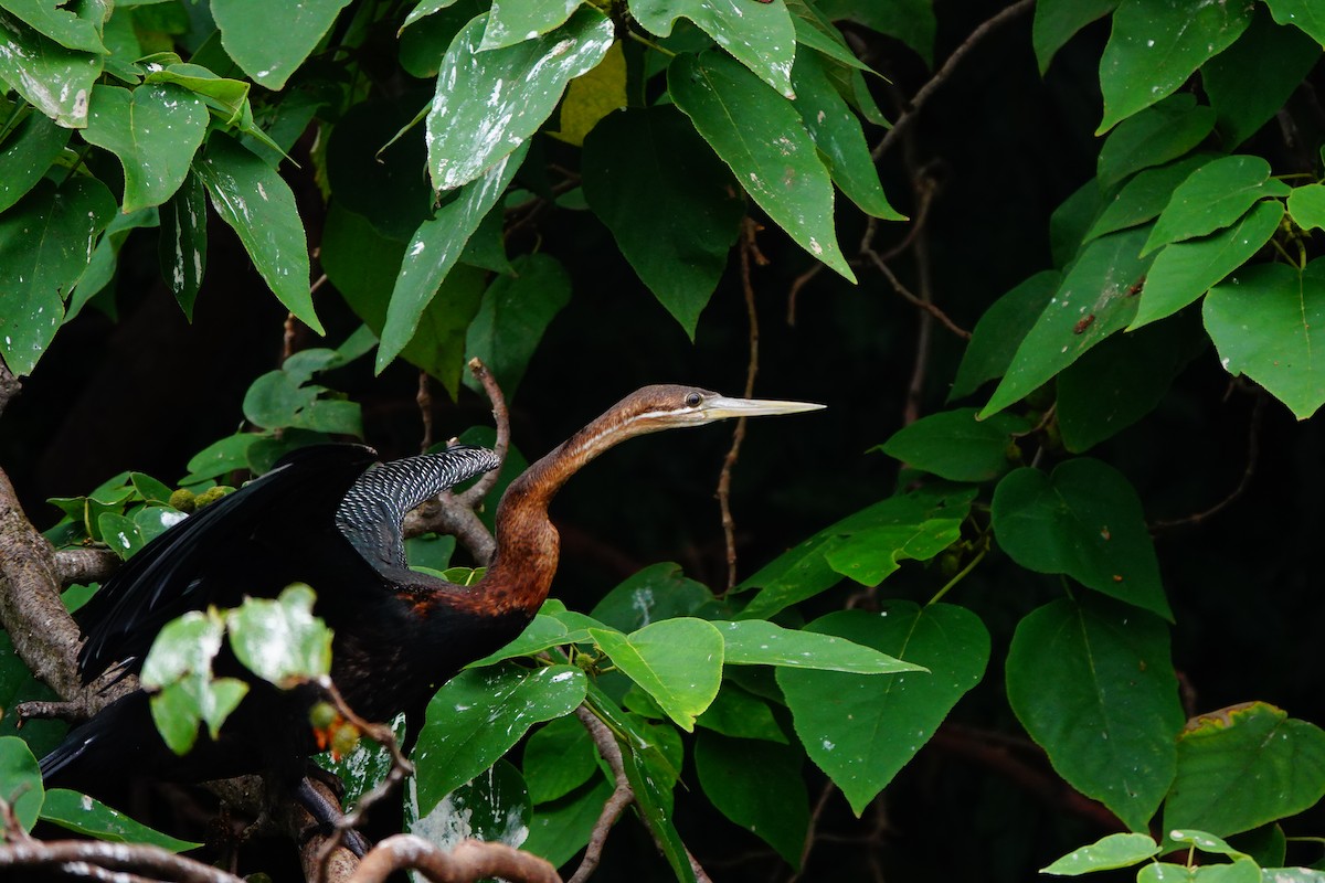 African Darter - ML618500124