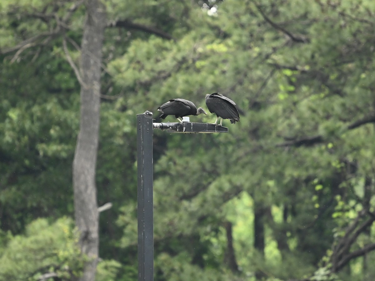 Black Vulture - William Woody