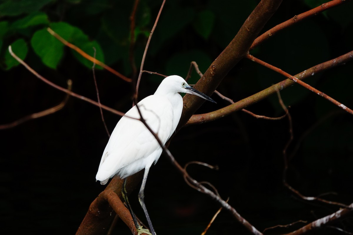 Little Egret - ML618500137