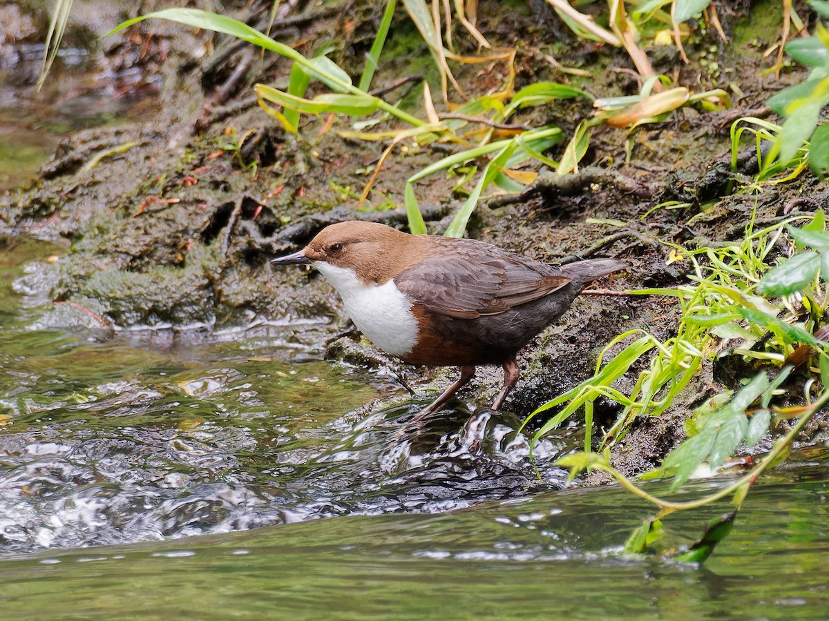 White-throated Dipper - Sebastian Stumpf