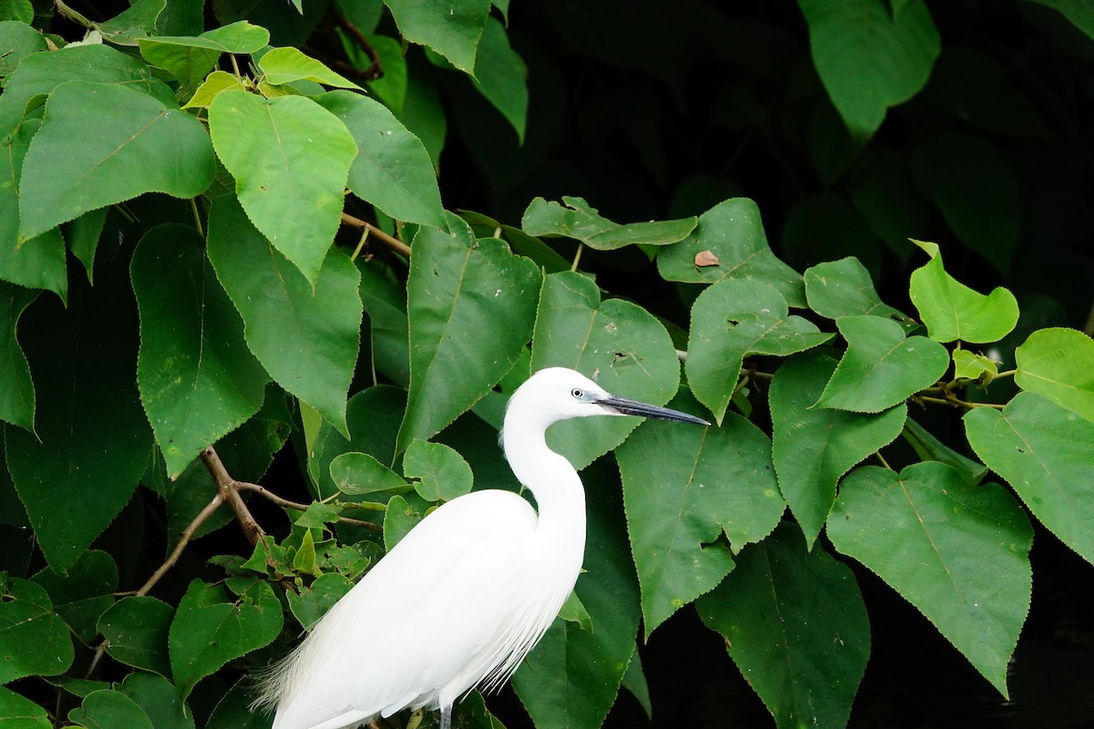 Little Egret - ML618500141