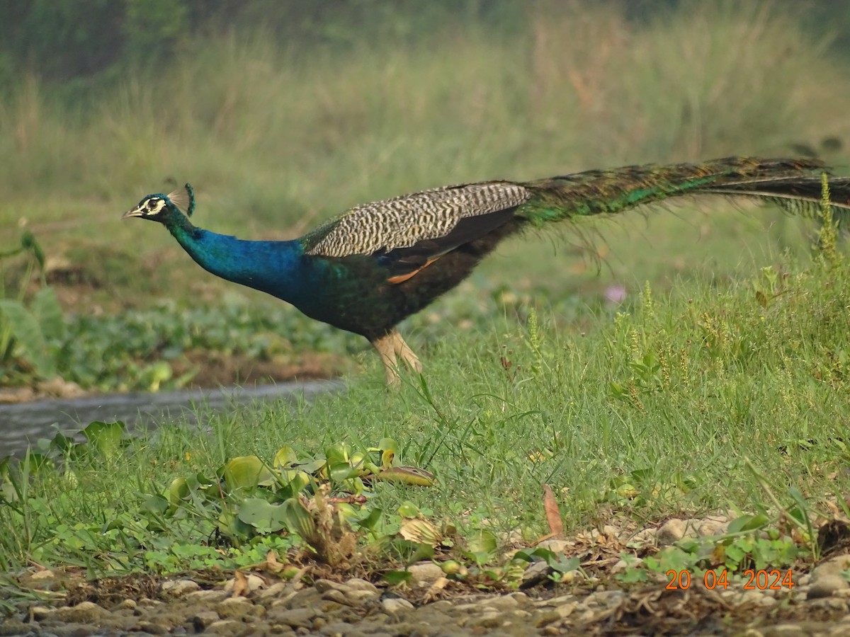 Indian Peafowl - ML618500143