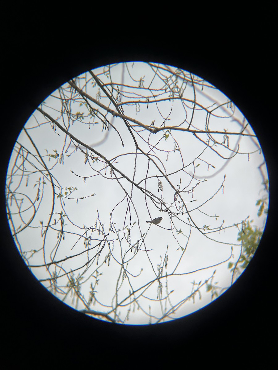 Blackpoll Warbler - Sonder Selvig