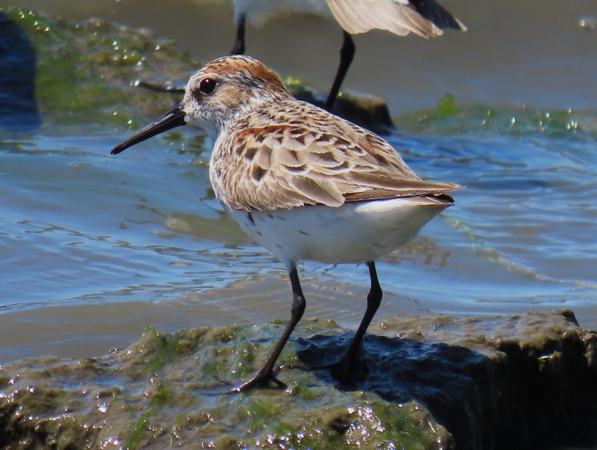 Western Sandpiper - ML618500152