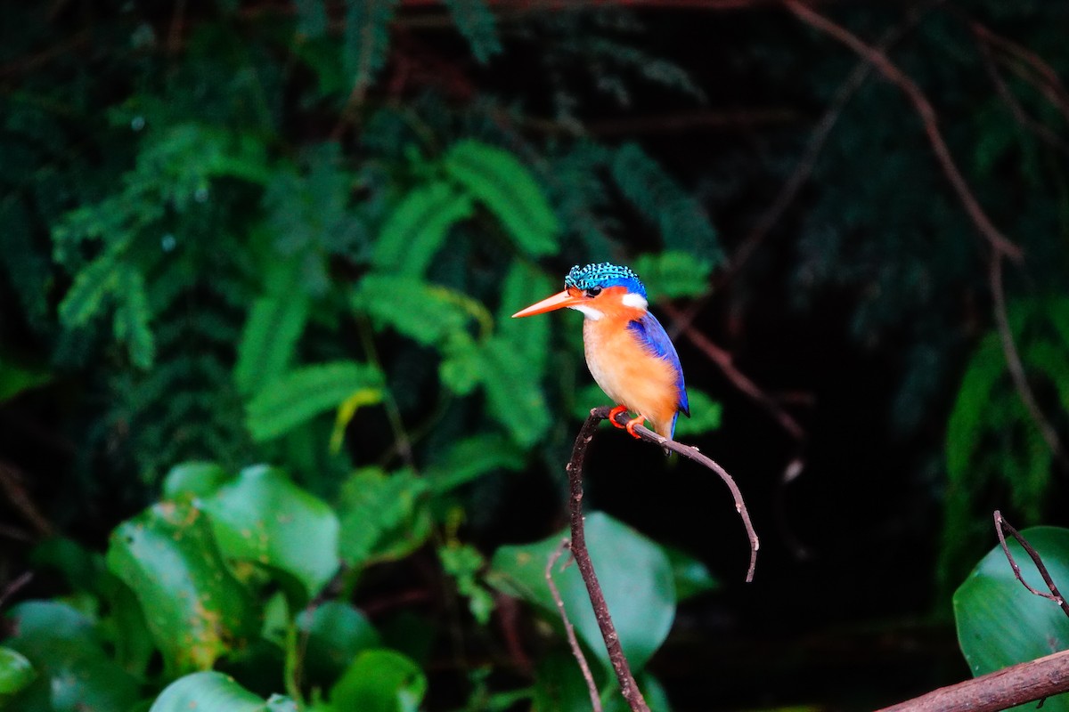 Malachite Kingfisher - ML618500156