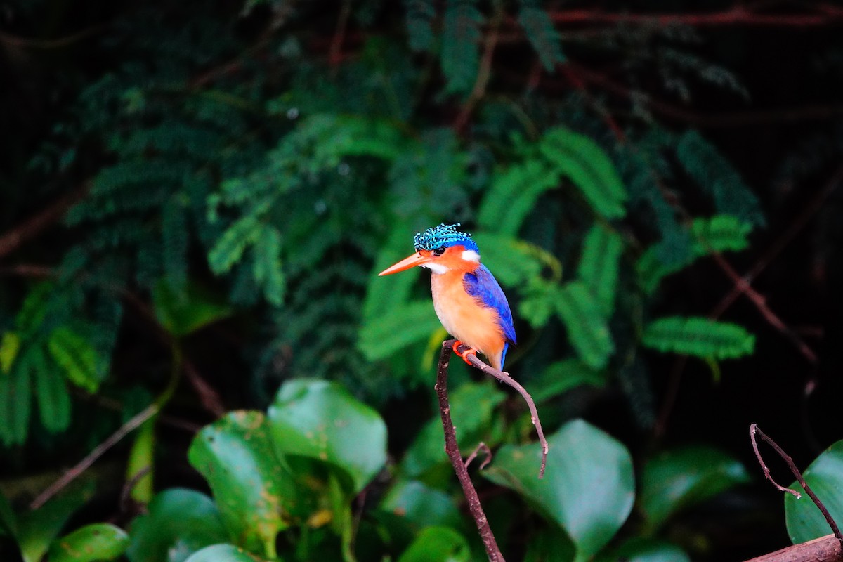 Malachite Kingfisher - ML618500157