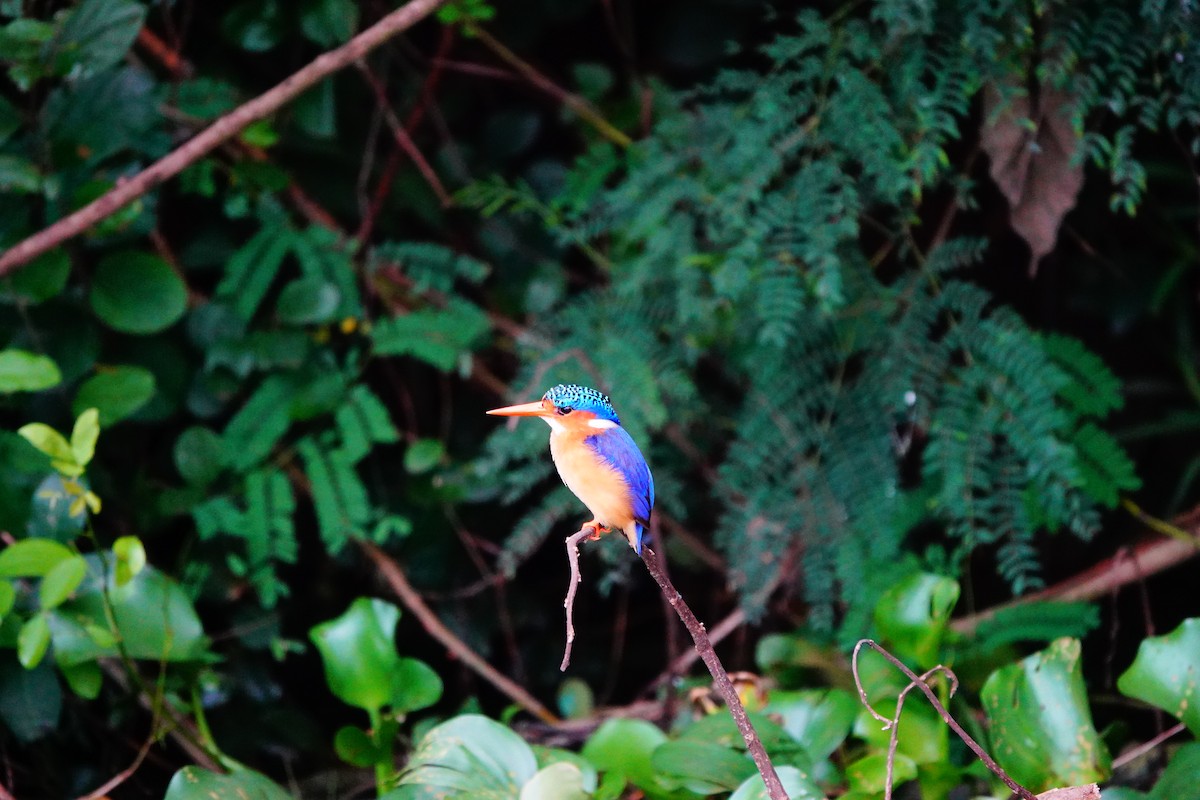 Malachite Kingfisher - ML618500160