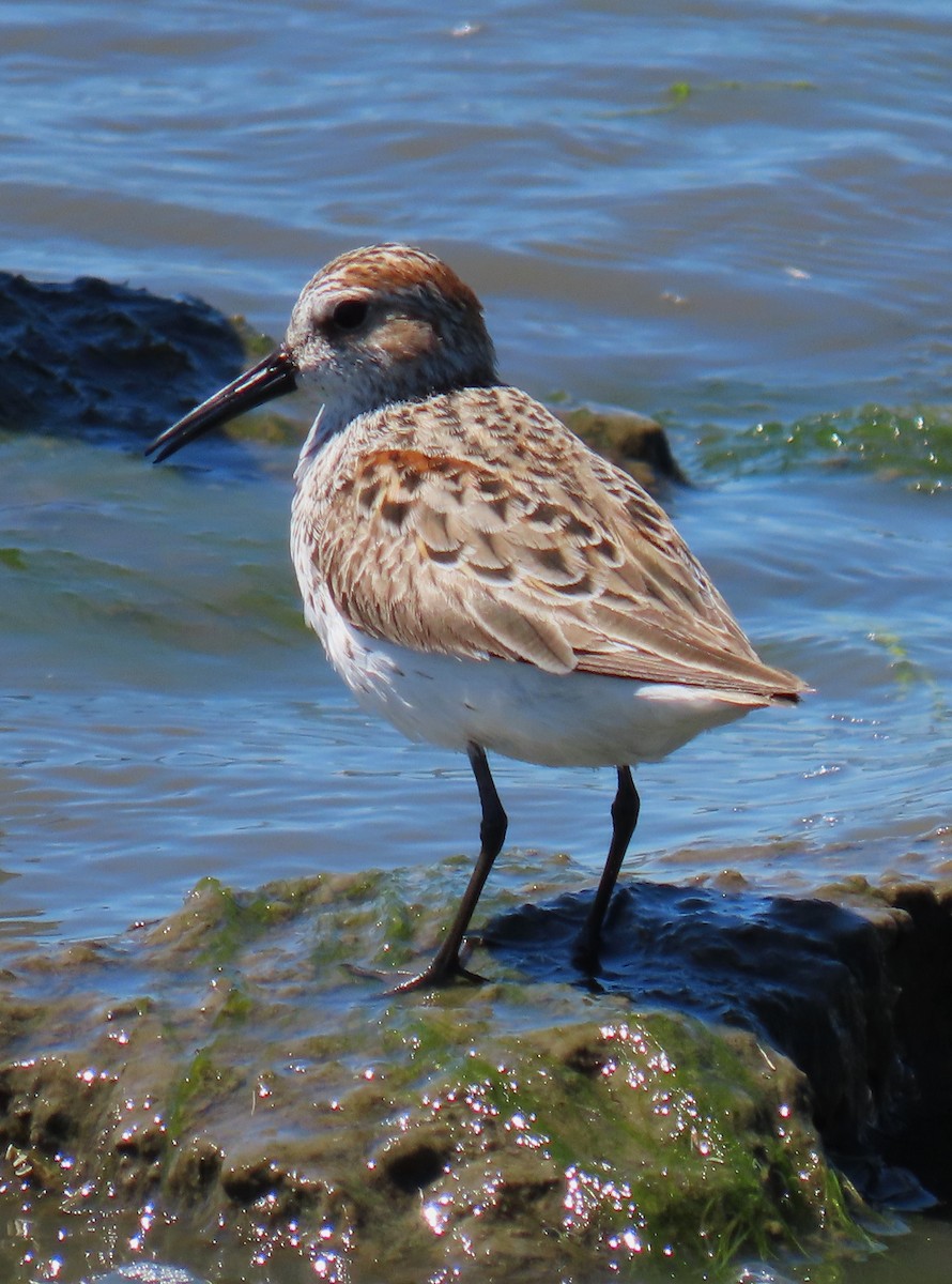 Western Sandpiper - Jim Sweeney