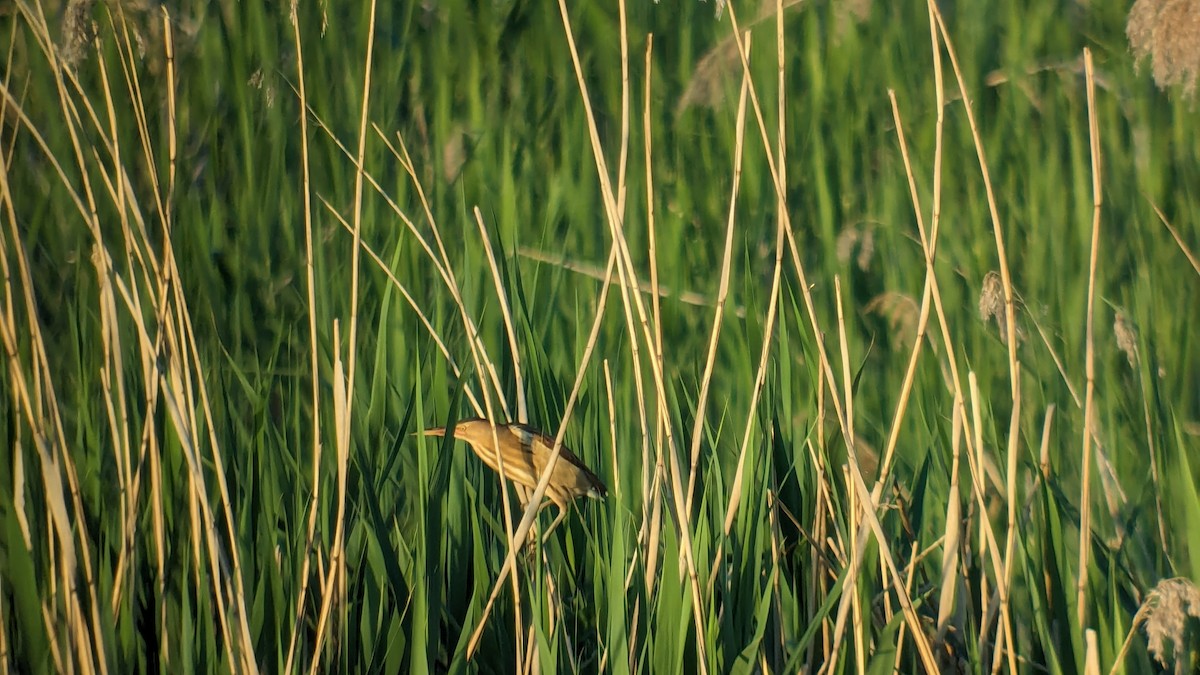 Little Bittern - Wulf Behrend