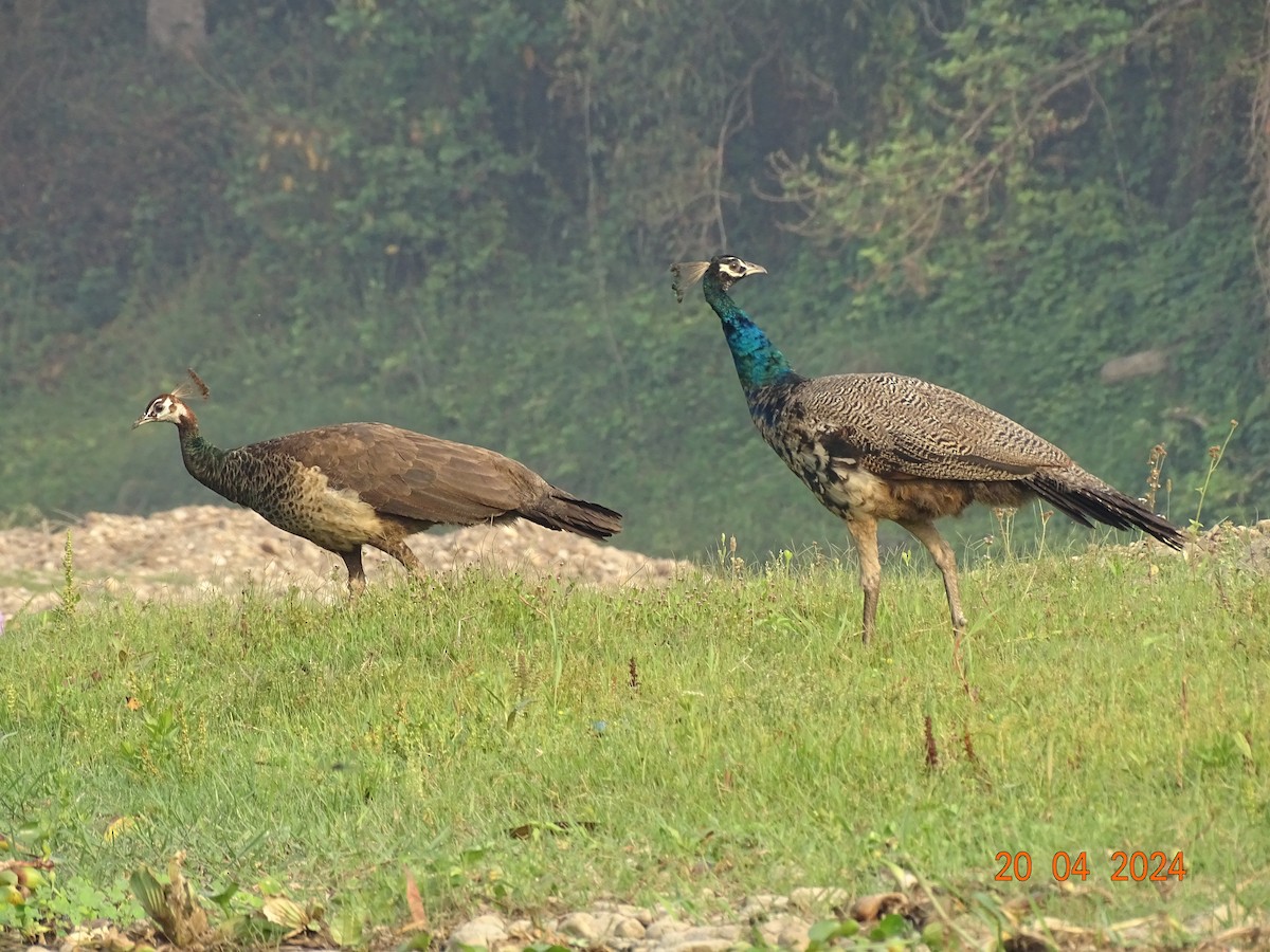 Indian Peafowl - ML618500177