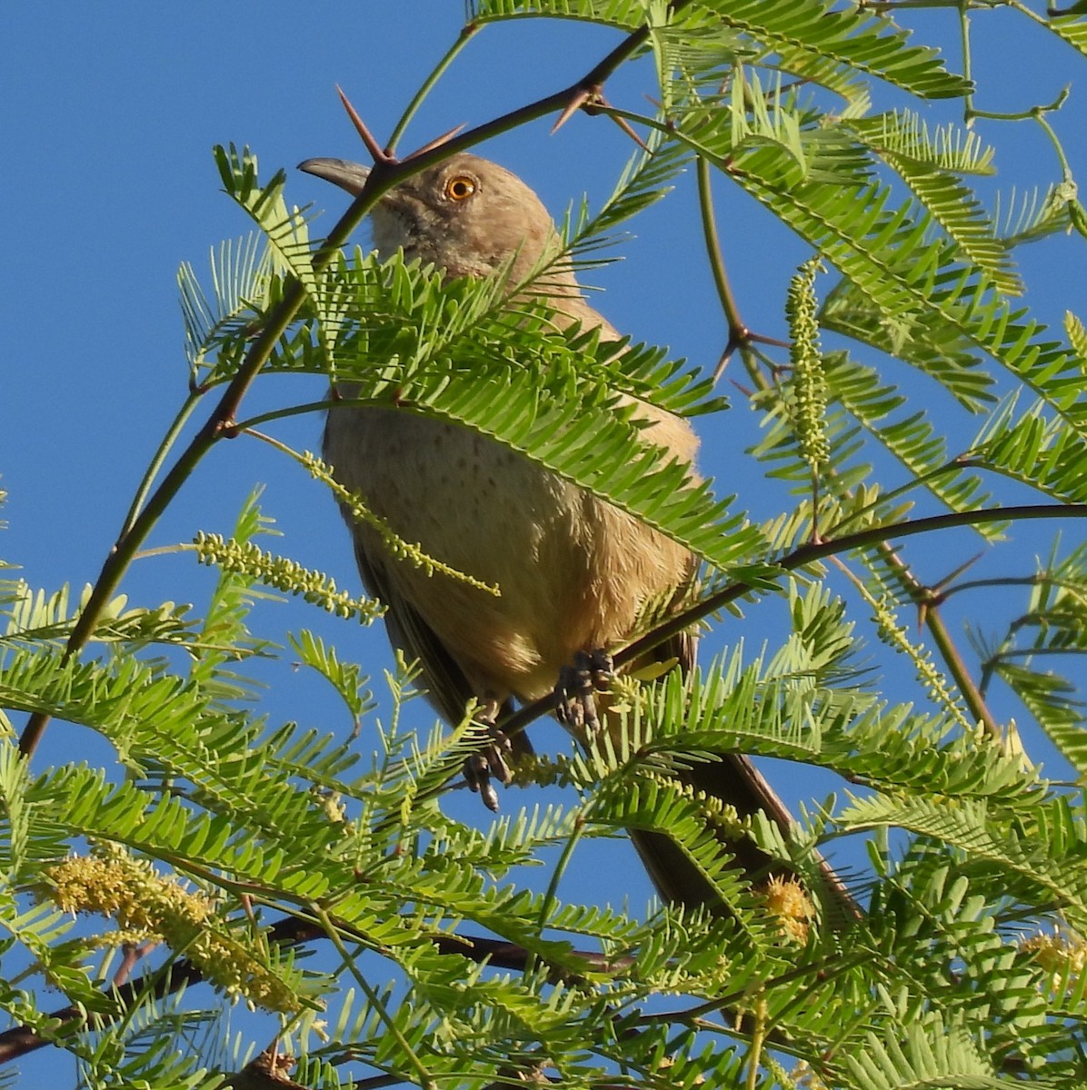 Bendire's Thrasher - Julie Furgason