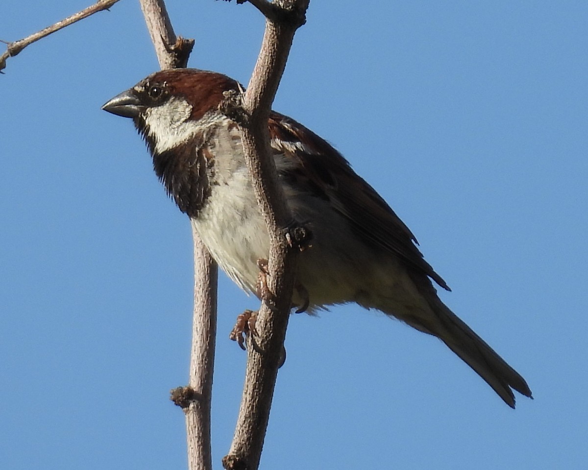 House Sparrow - ML618500192