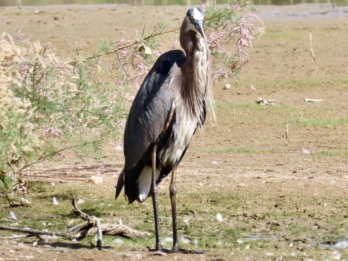 Great Blue Heron - Babs Buck