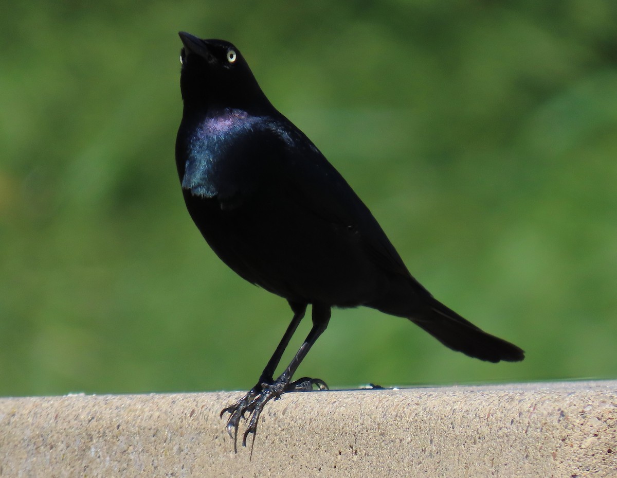 Brewer's Blackbird - ML618500209