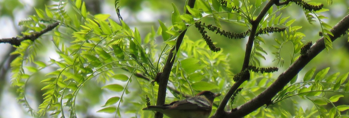 Bay-breasted Warbler - ML618500214