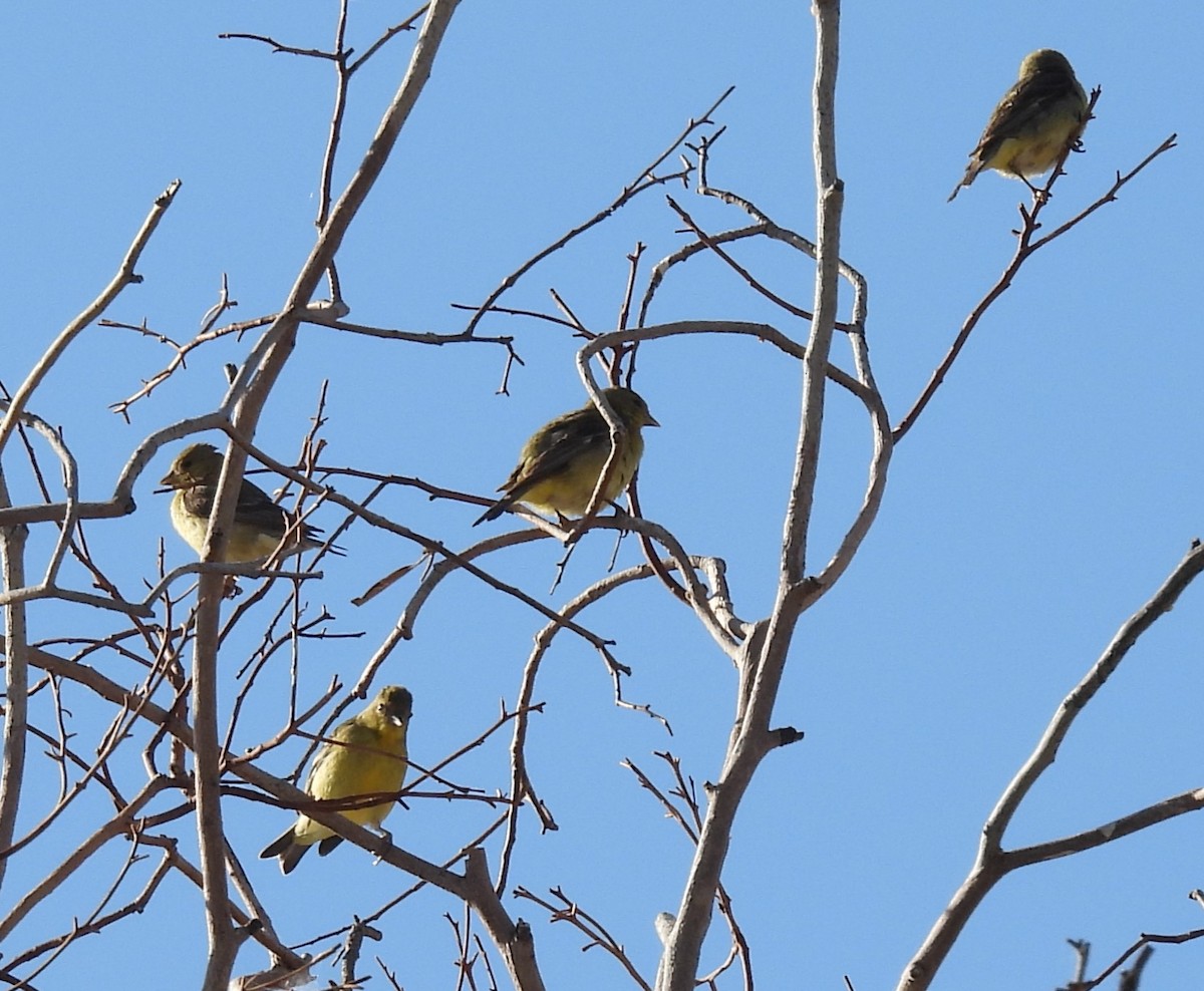 Lesser Goldfinch - ML618500216