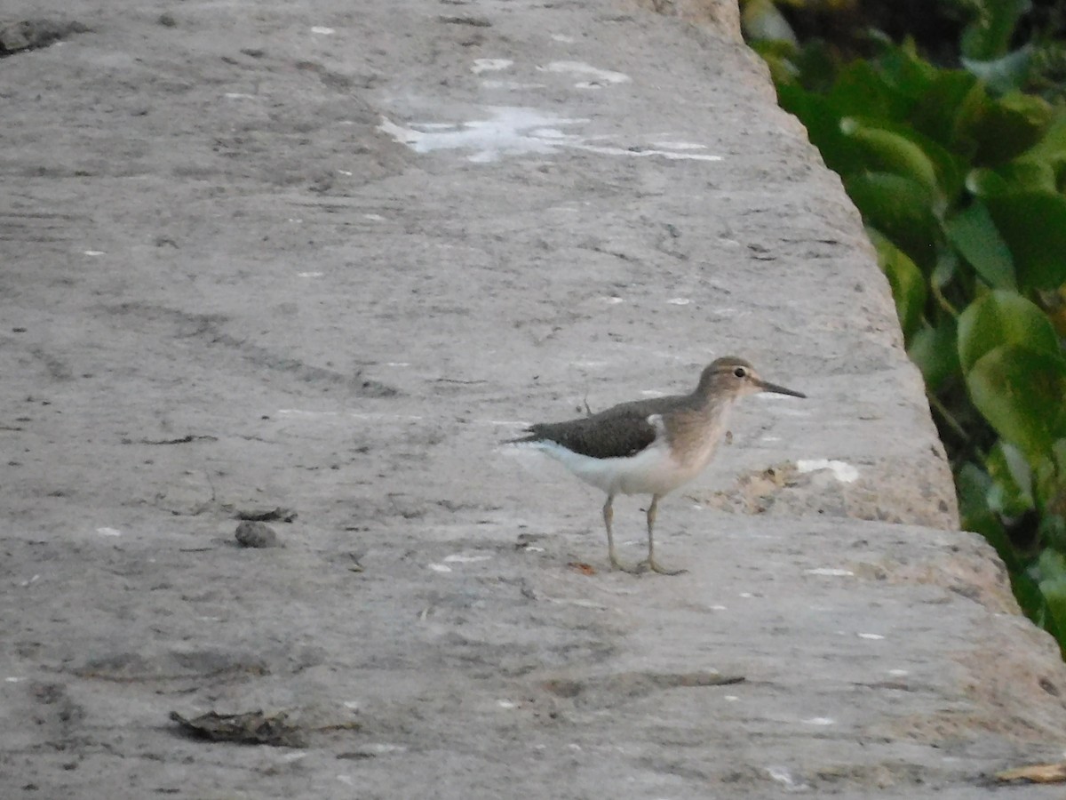 Common Sandpiper - ML618500230