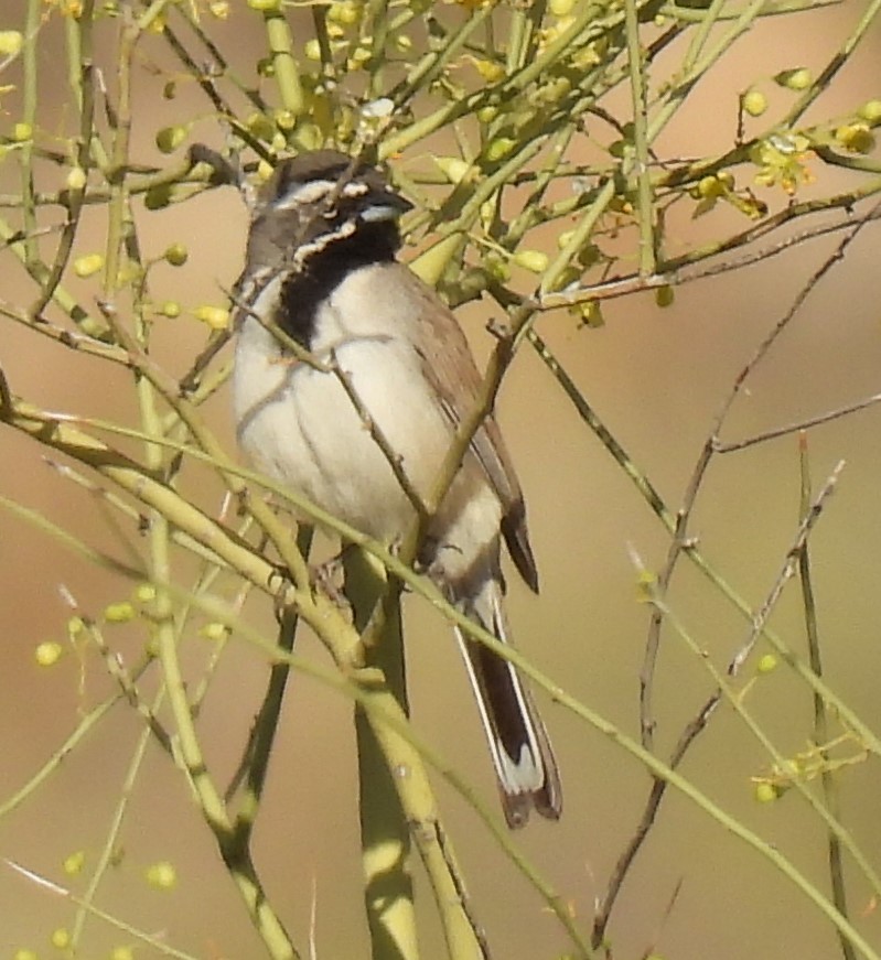 Black-throated Sparrow - ML618500232