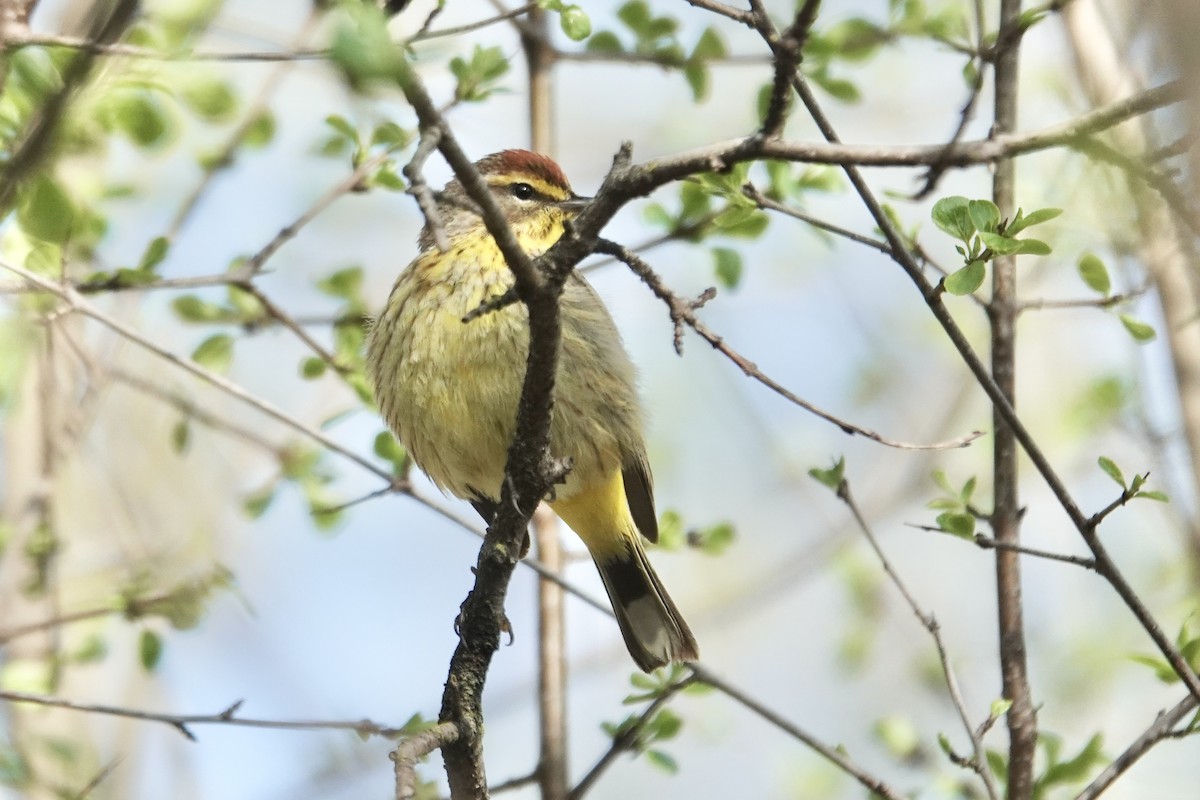 Palm Warbler - Joseph Hammerle