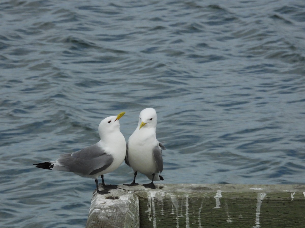 Black-legged Kittiwake - ML618500250