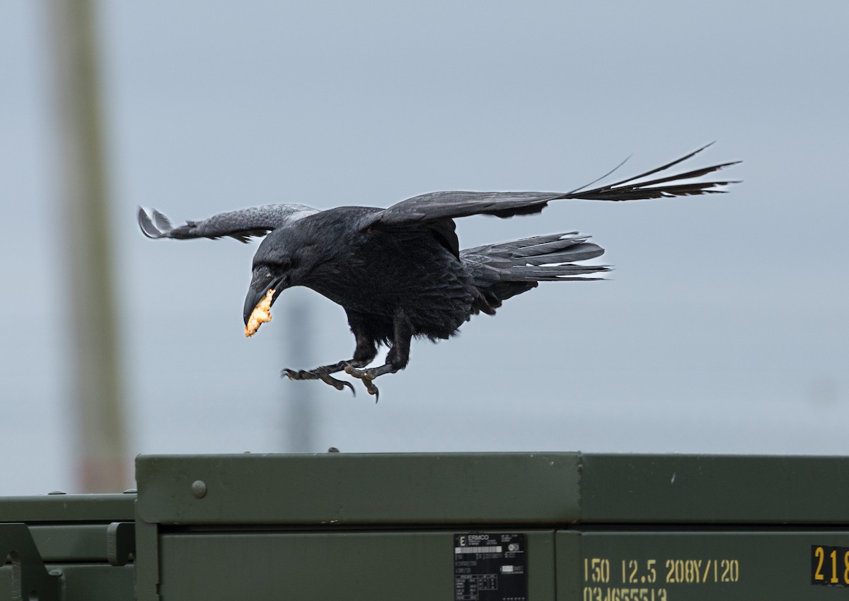 Common Raven - Kim  Garrison