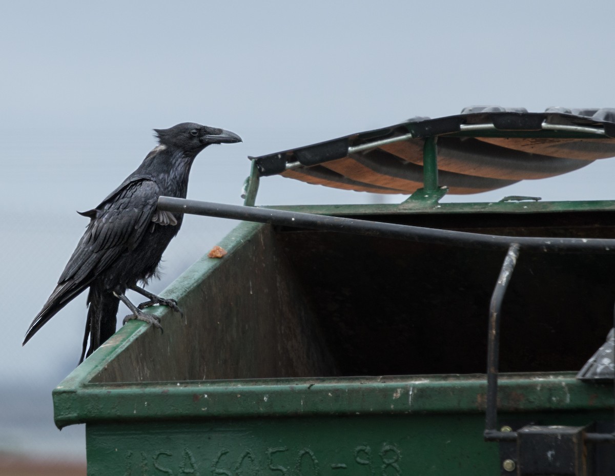 Common Raven - ML618500265