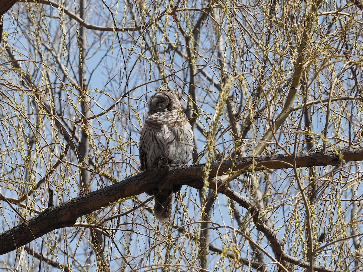 Barred Owl - Thierry Grandmont