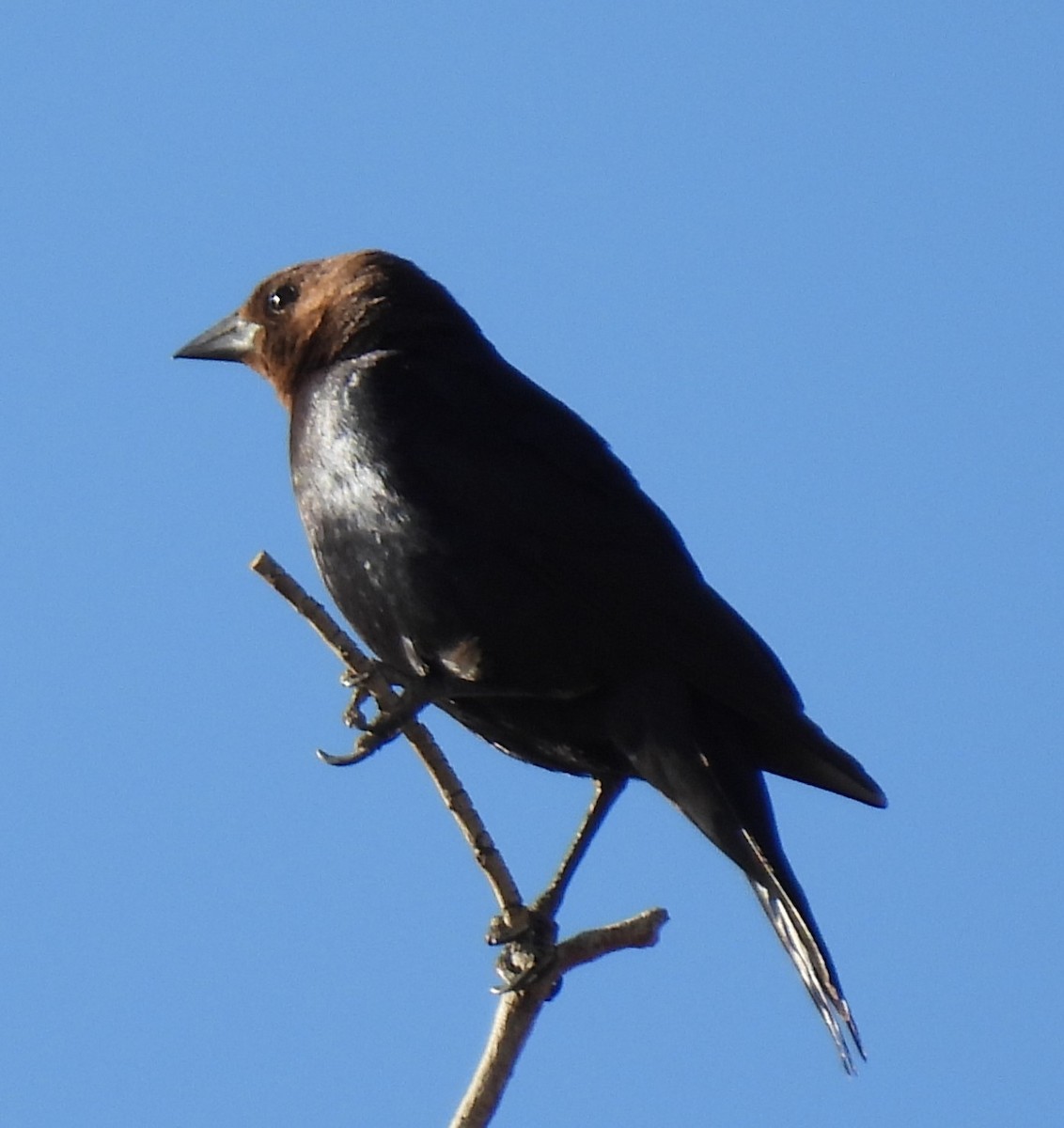 Brown-headed Cowbird - ML618500289