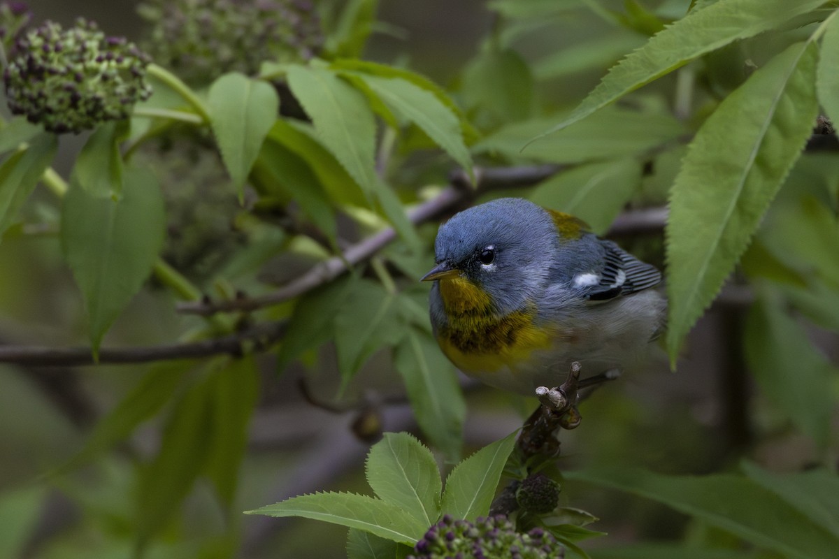 Northern Parula - Michael Bueckert