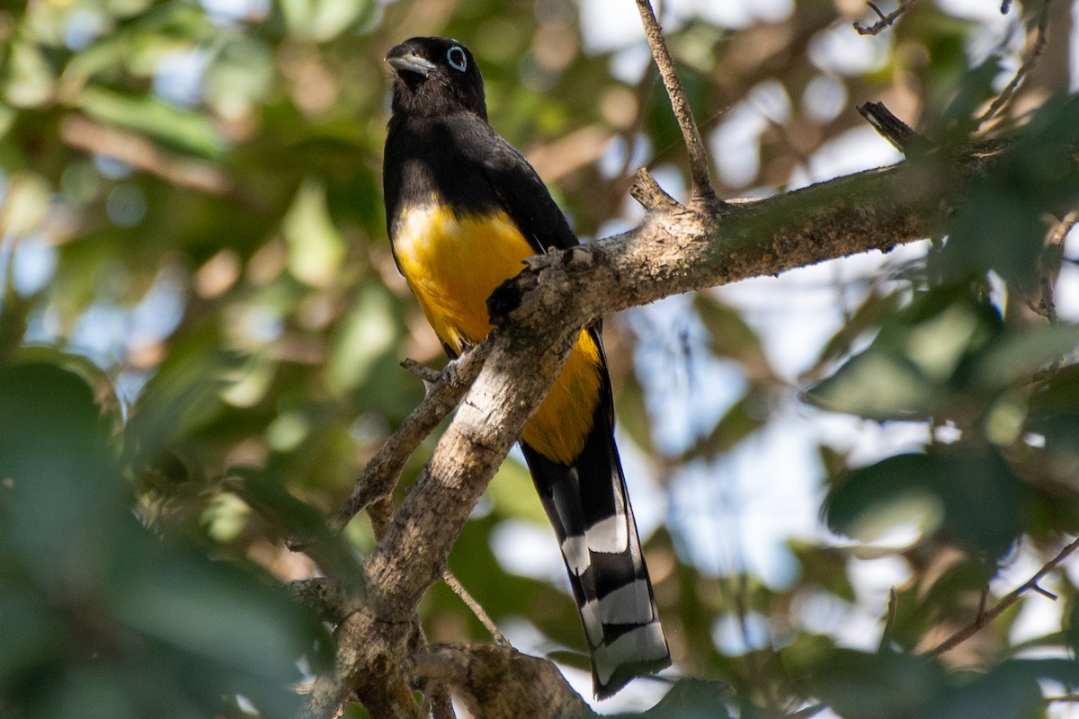 Trogon à tête noire - ML618500301