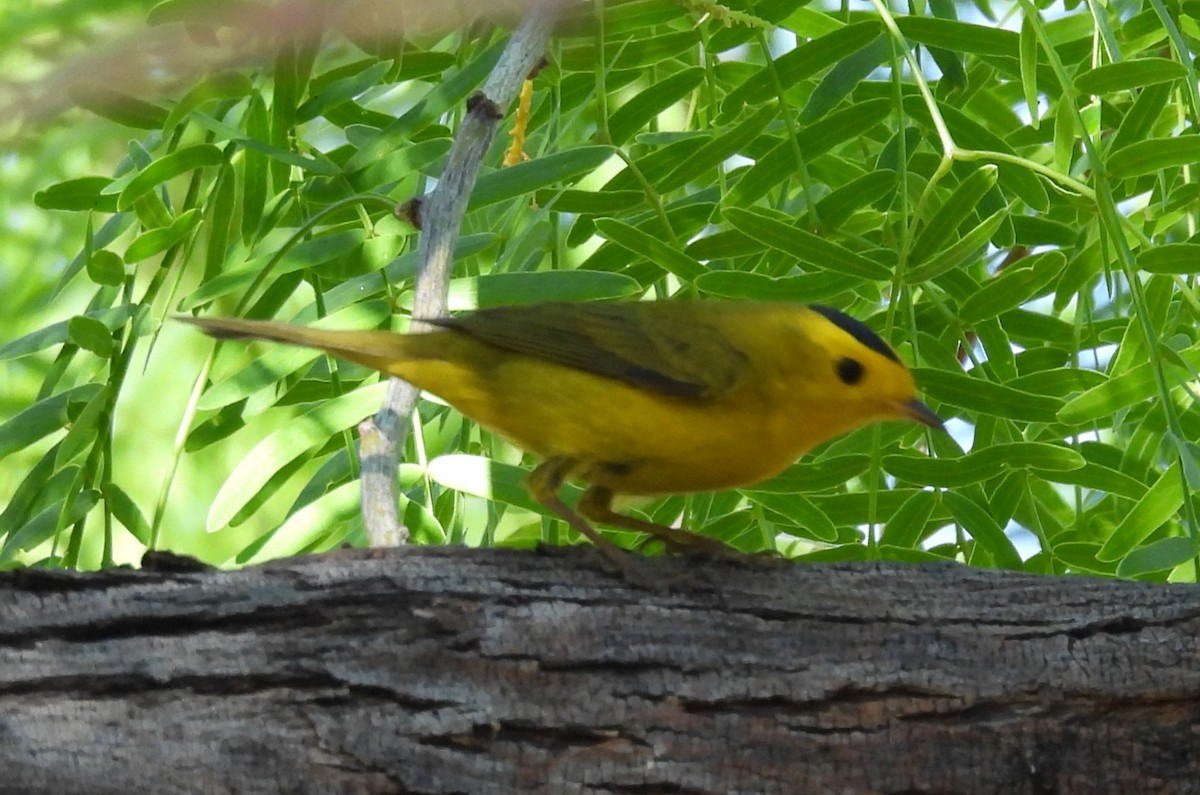 Wilson's Warbler - ML618500302