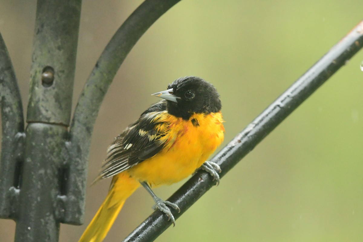 Oriole de Baltimore - ML618500306